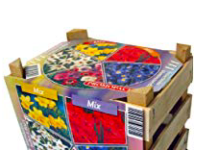 Blumenzwiebeln Großpackung Blumenzwiebel Großpackung