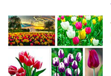 Tulpenzwiebeln Großpackung Tulpenzwiebeln Großpackung