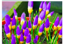 Krokusse Großpackung Krokusse kaufen Großpackung