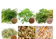 Keimsprossen Großpackung Keimsprossen Großpackung